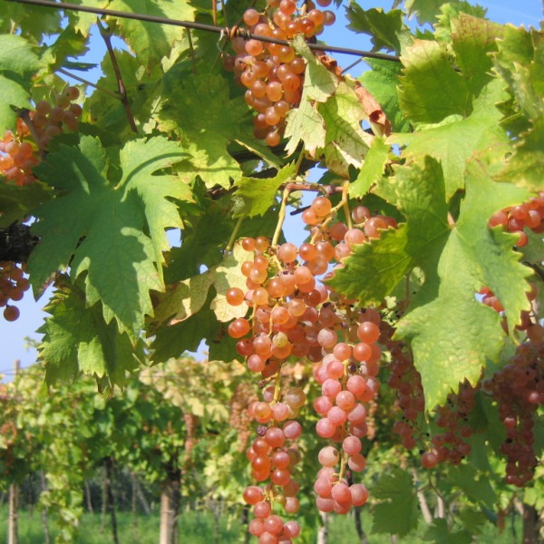 Garganega-Trauben